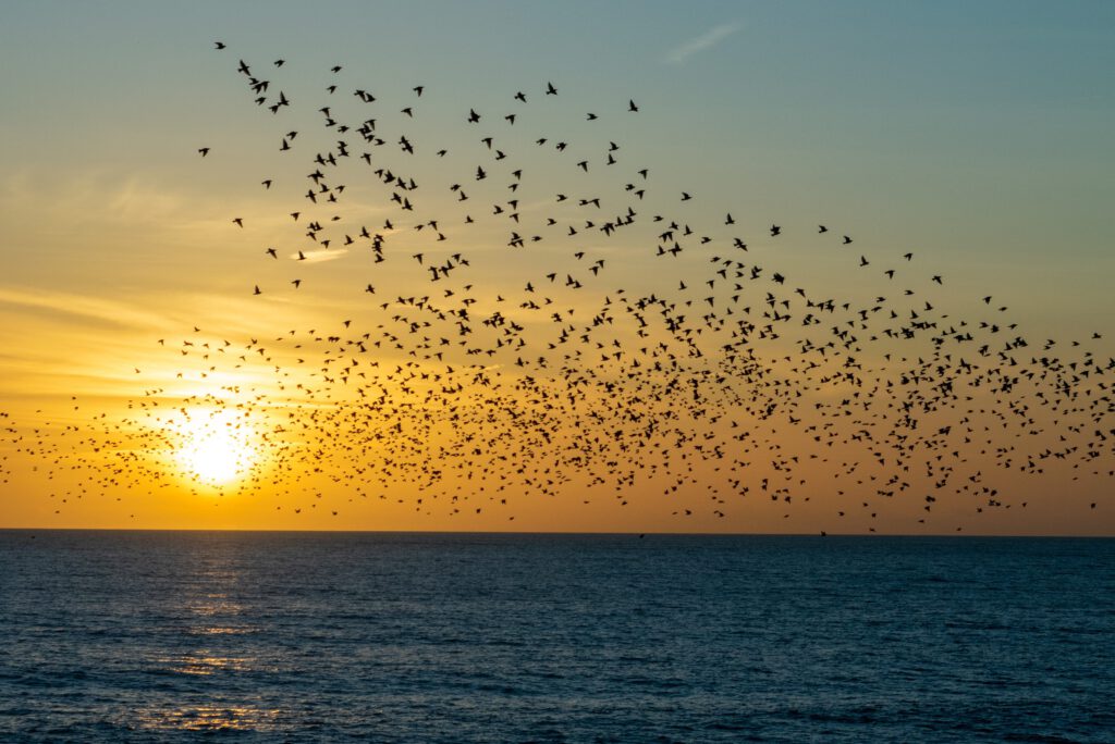 Flock over Sea